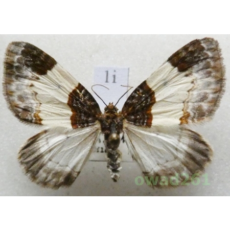 Mesoleuca albicillata (Linnaeus, 1758) Czech1i
